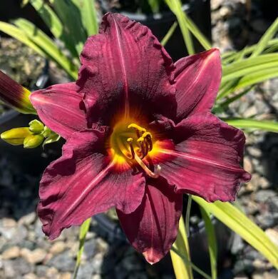Dienziede 'Plum Perfect'